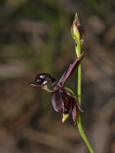 Caleana major (Large duck orchid) — photo