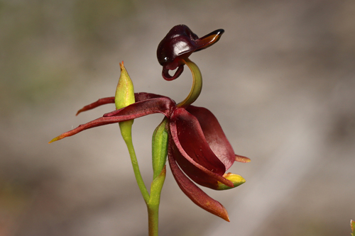 Caleana major