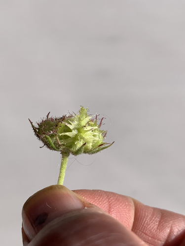 Calendula algeriensis — photo