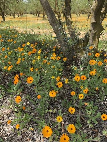 Calendula algeriensis — photo