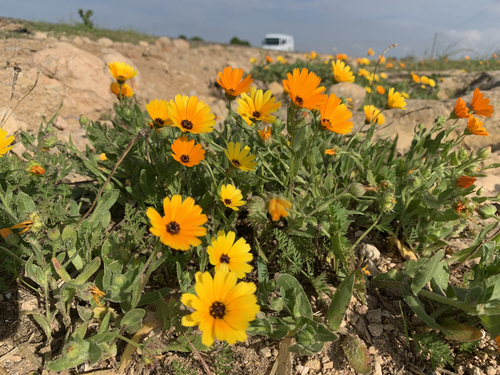 Calendula algeriensis