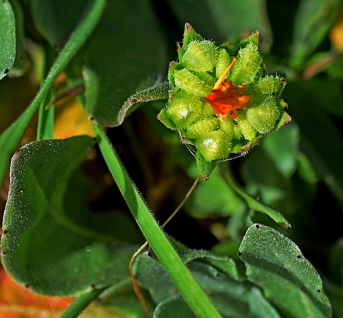 Calendula arvensis (Field marigold) — photo