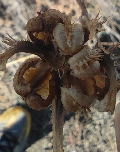 Calendula arvensis (Field marigold) — photo