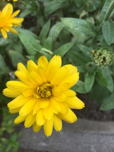 Calendula officinalis (Pot marigold) — photo