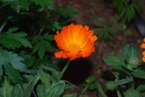 Calendula officinalis (Pot marigold) — photo