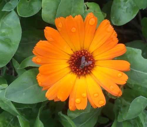 Calendula officinalis
