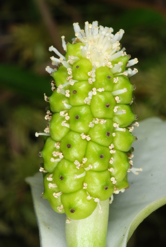 Calla palustris (Bog arum) — photo