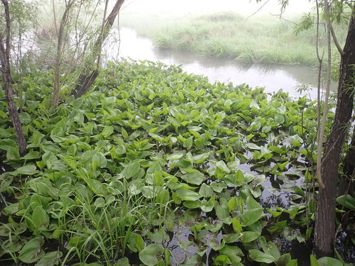 Calla palustris (Bog arum) — photo