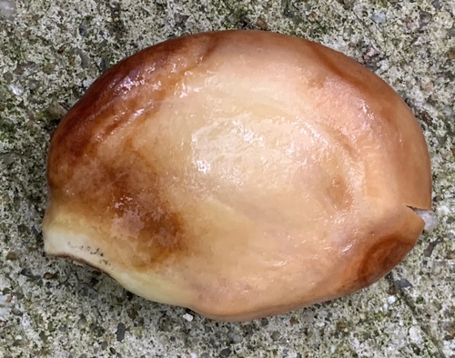 Callerya atropurpurea — photo