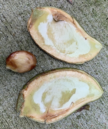 Callerya atropurpurea — photo