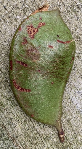 Callerya atropurpurea
