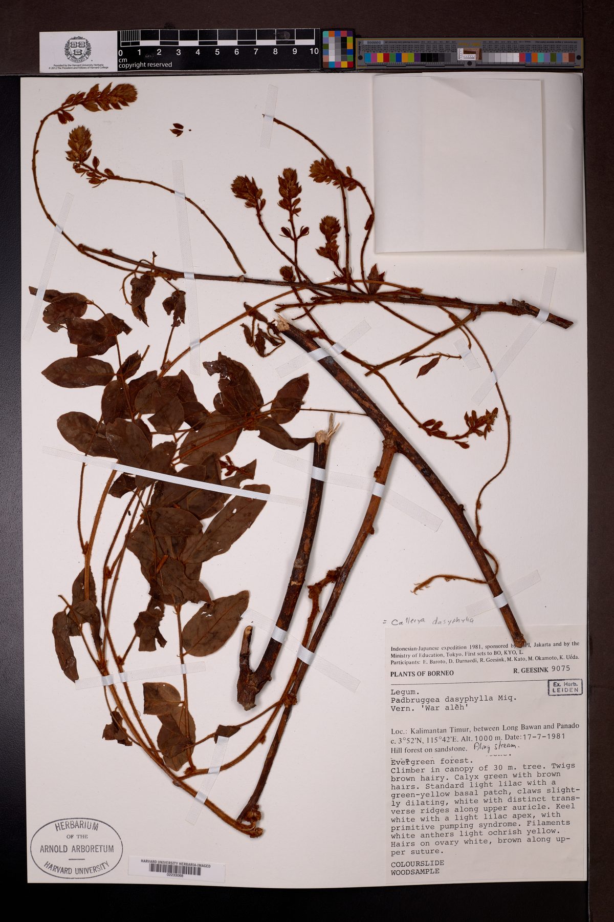Callerya dasyphylla