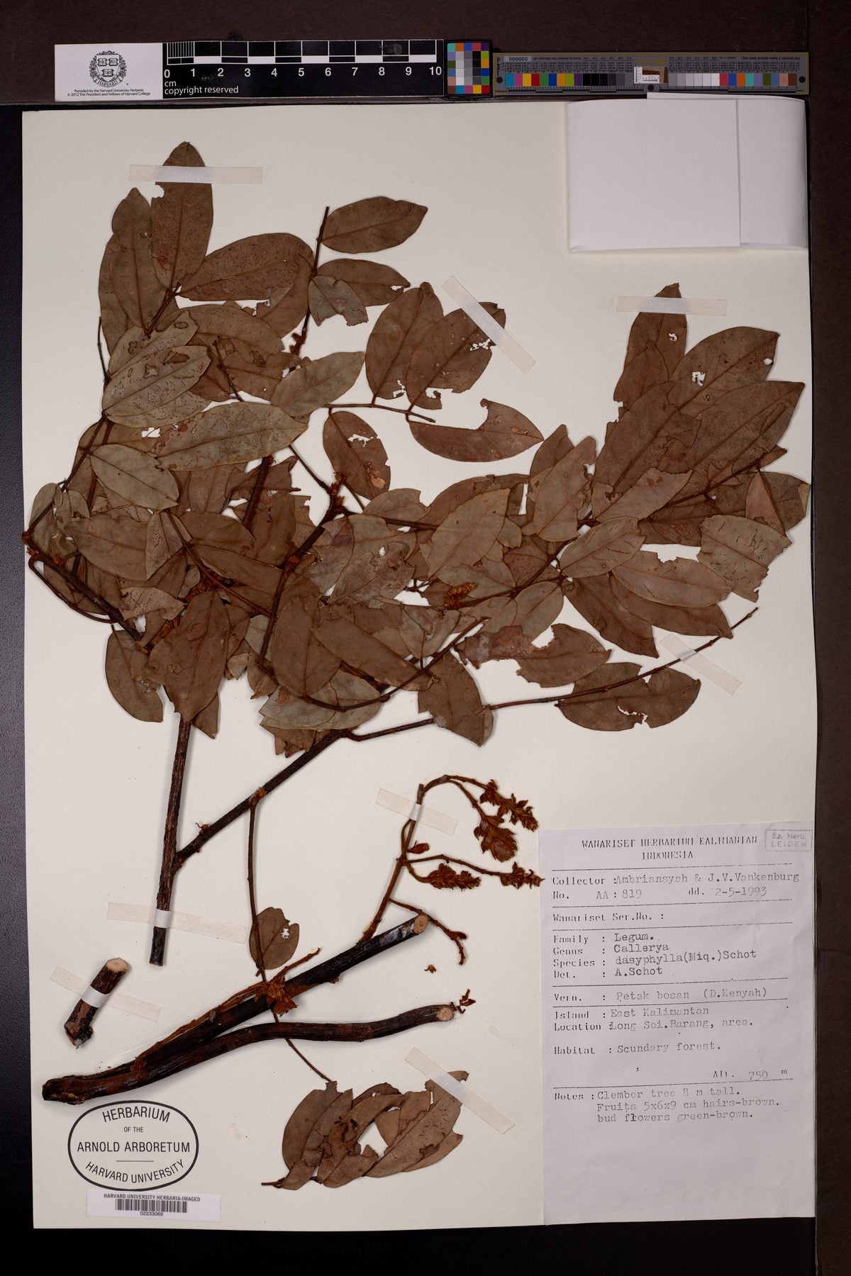 Callerya dasyphylla — photo