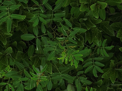 Callerya eriantha