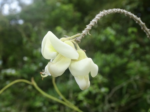 Callerya speciosa — photo