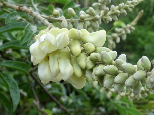 Callerya speciosa — photo