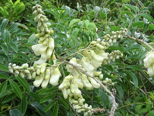 Callerya speciosa