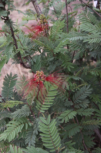 Calliandra houstoniana var. calothyrsus (Angel's hair) — photo