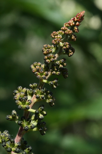 Calliandra houstoniana var. calothyrsus (Angel's hair) — photo