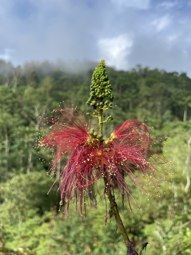 Calliandra houstoniana var. calothyrsus
