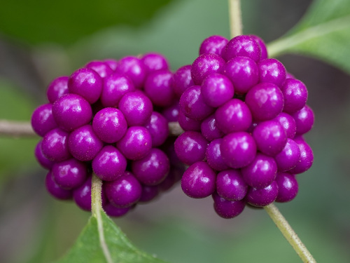 Callicarpa americana (American beautyberry) — photo