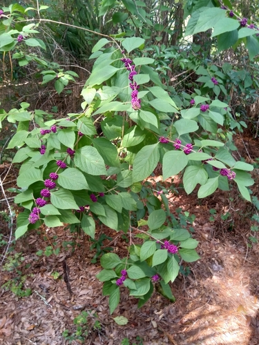 Callicarpa americana (American beautyberry) — photo