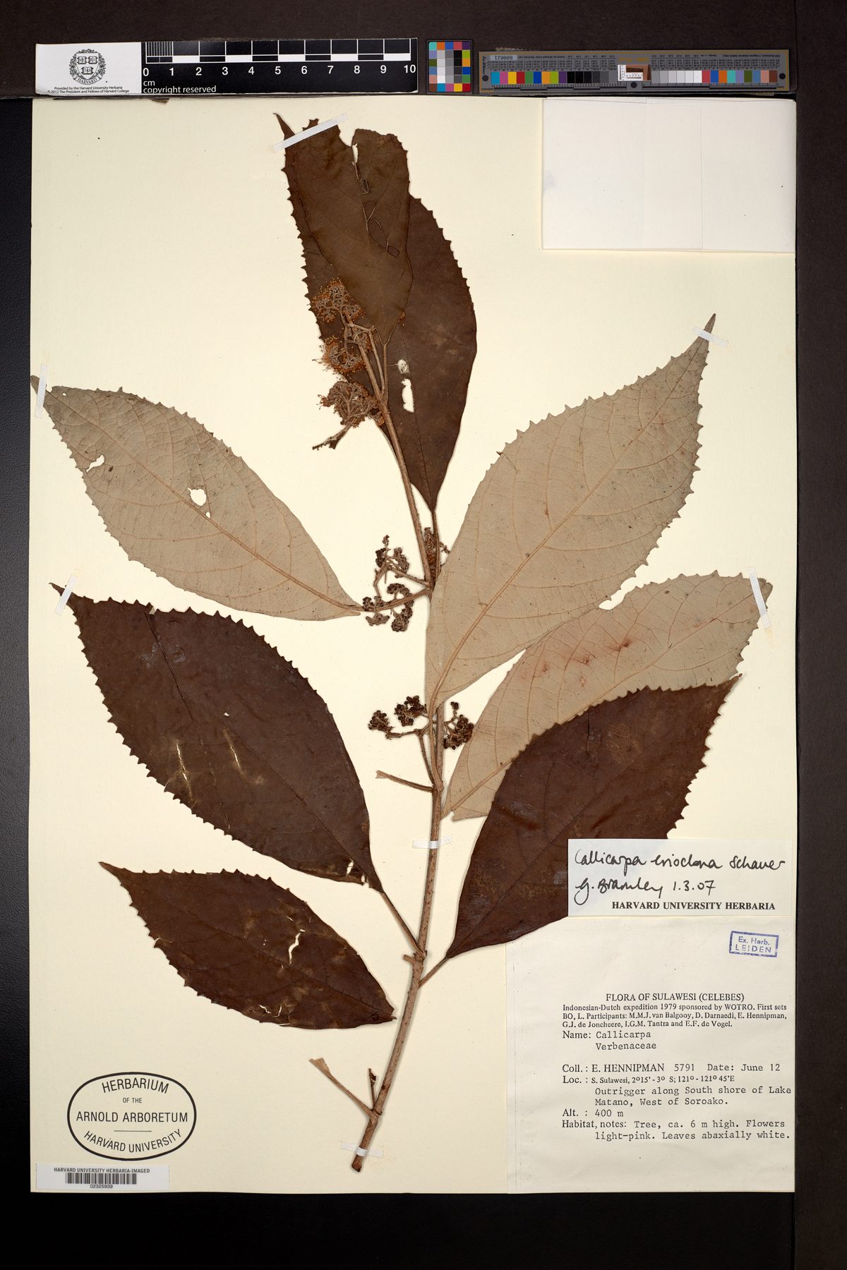 Callicarpa erioclona (Beautyberry) — photo