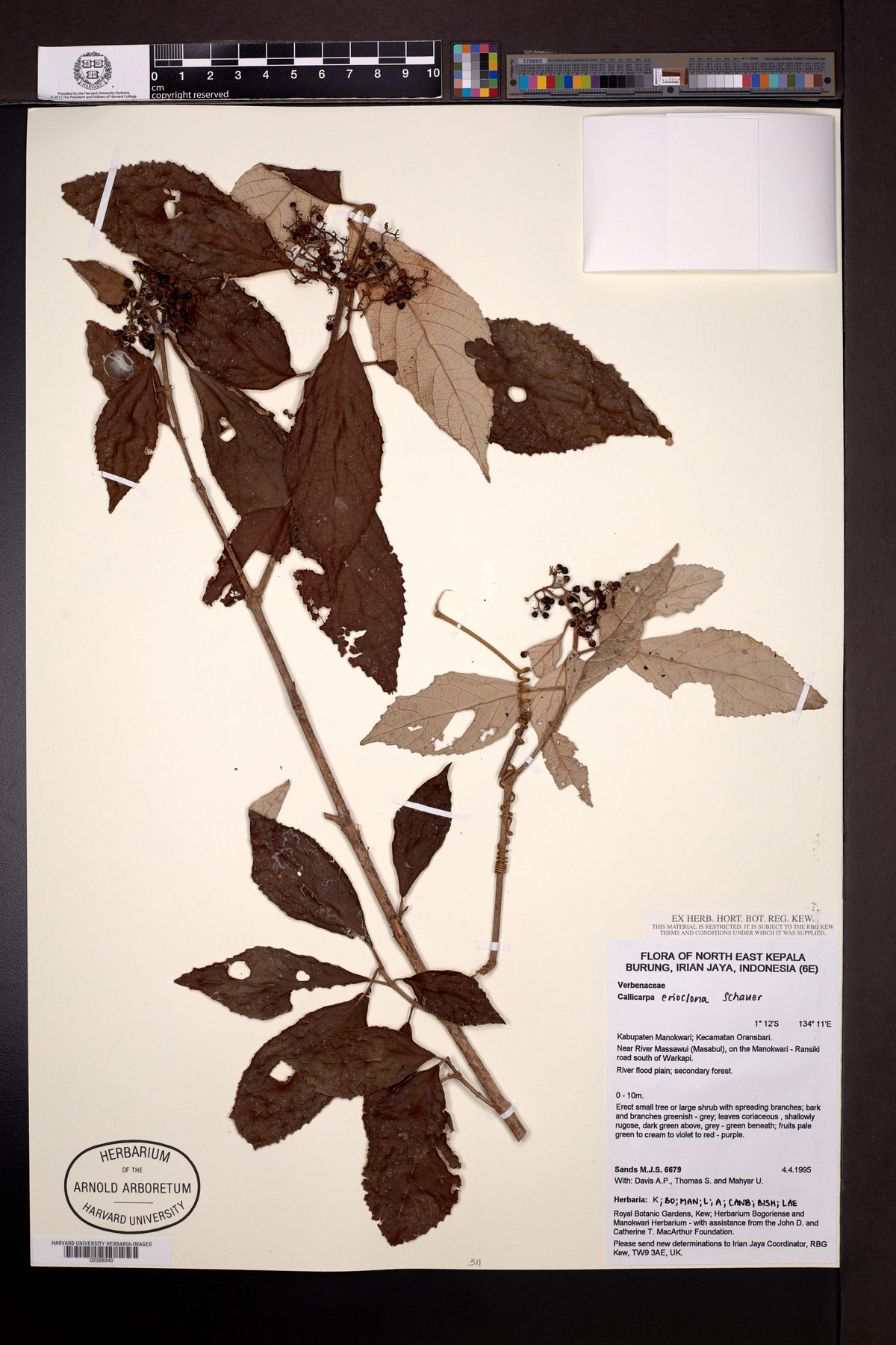 Callicarpa erioclona
