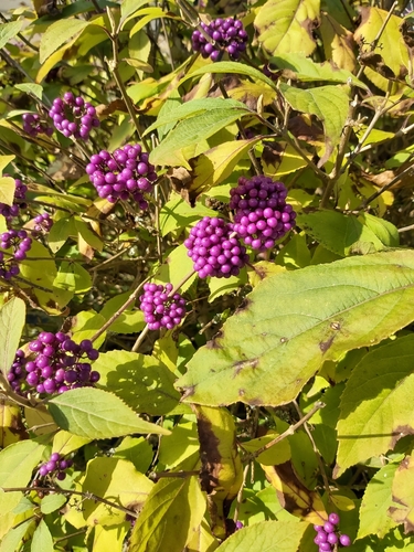 Callicarpa giraldii