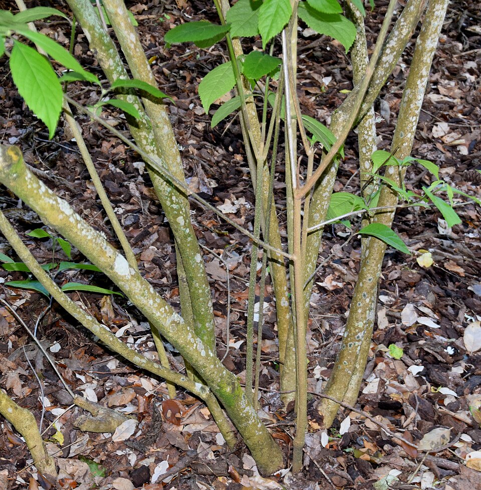 Callicarpa giraldii (Azhuluzu) — photo