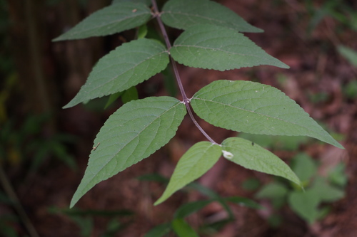 Callicarpa mollis (Scissor Berry) — photo