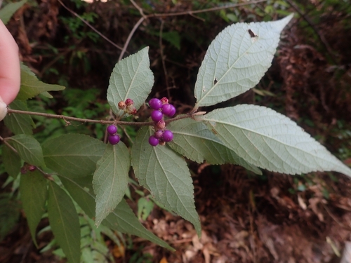 Callicarpa mollis (Scissor Berry) — photo