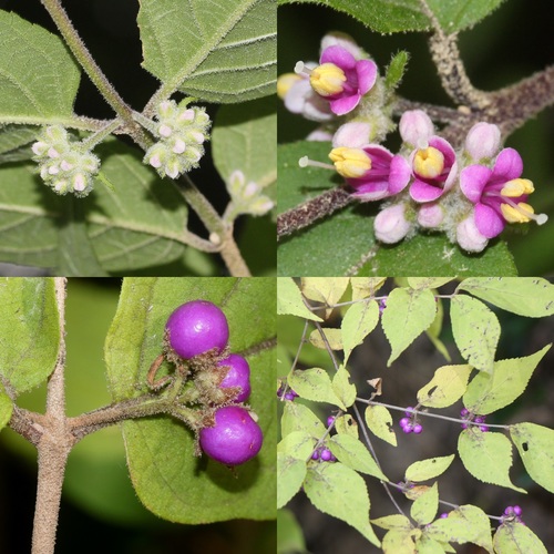 Callicarpa mollis