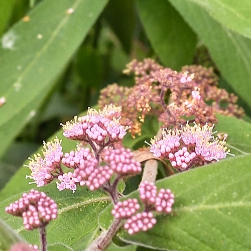 Callicarpa rubella (Soh shun) — photo