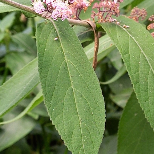 Callicarpa rubella (Soh shun) — photo
