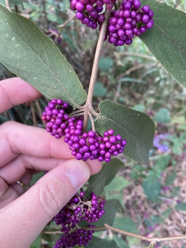 Callicarpa rubella
