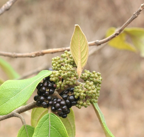 Callicarpa tomentosa — photo