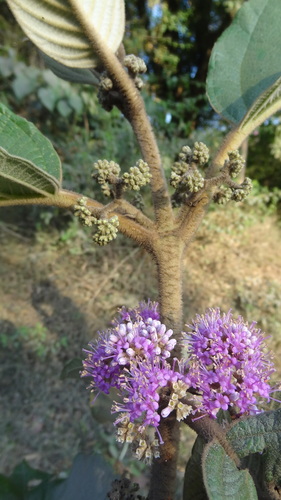 Callicarpa tomentosa — photo