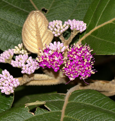 Callicarpa tomentosa