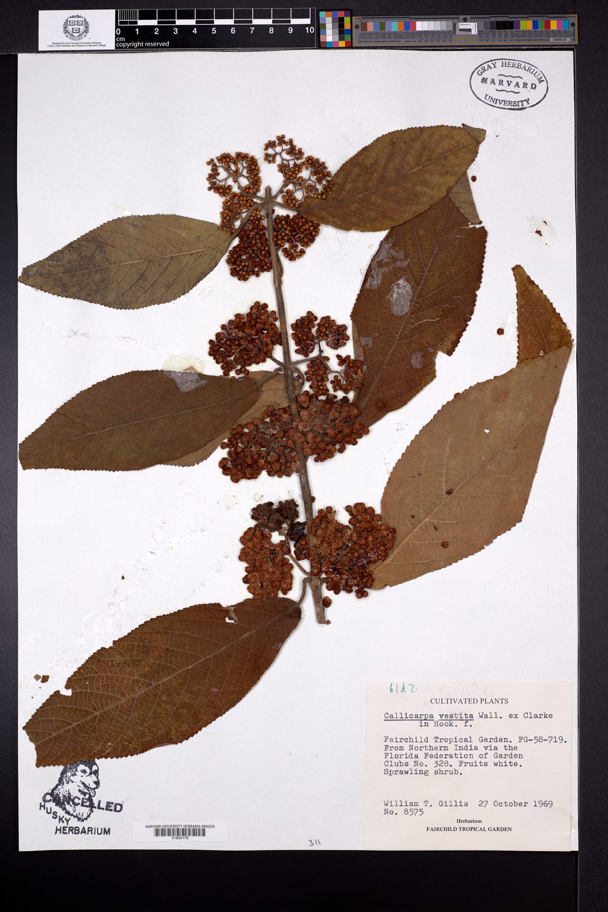 Callicarpa vestita