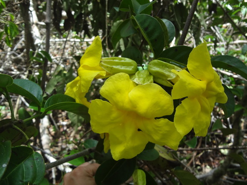 Callichlamys latifolia (Fava de arara) — photo
