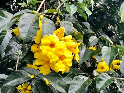 Callichlamys latifolia