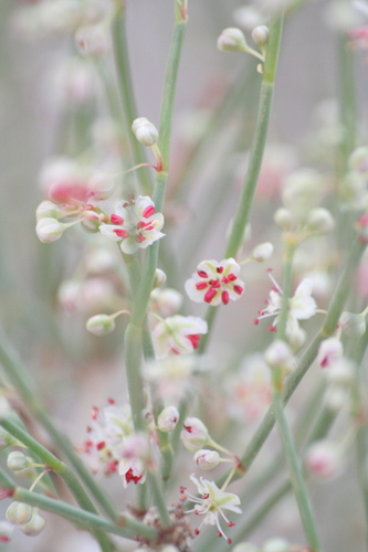 Calligonum comosum (Abal) — photo