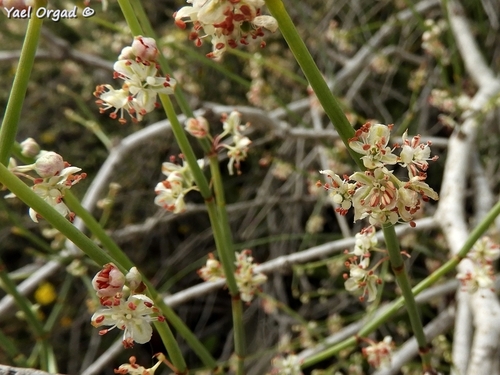 Calligonum comosum