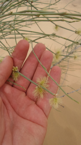 Calligonum crinitum subsp. arabicum — photo