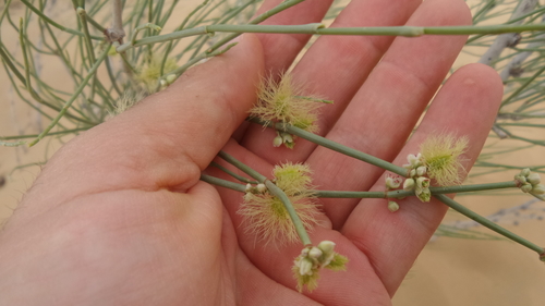 Calligonum crinitum subsp. arabicum