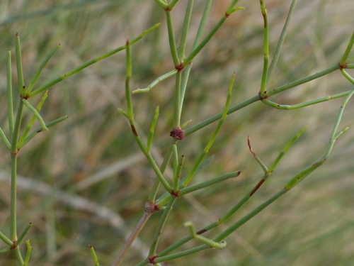 Calligonum polygonoides (Red lantern) — photo