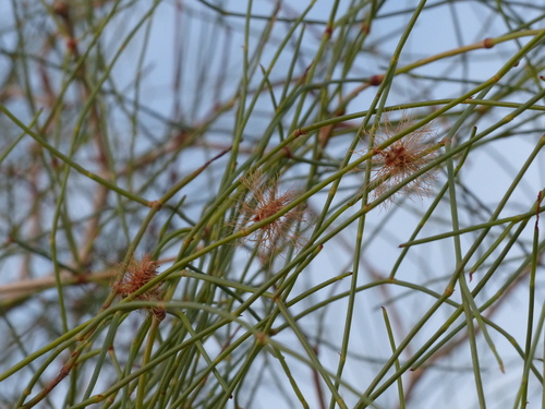 Calligonum polygonoides (Red lantern) — photo