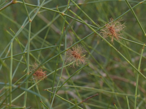 Calligonum polygonoides