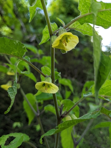 Calliphysalis carpenteri (Carpenter's Ground-cherry) — photo